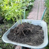 Zašto božuri ne cvjetaju: malo lišća, ali nema pupoljaka